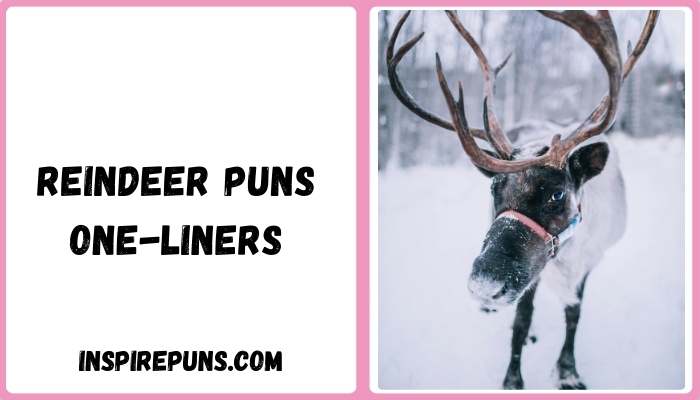 Reindeer puns one-liners