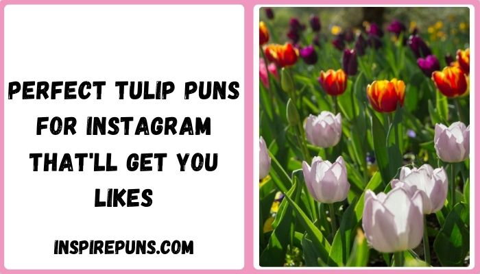 Perfect Tulip Puns For Instagram That'll Get You Likes