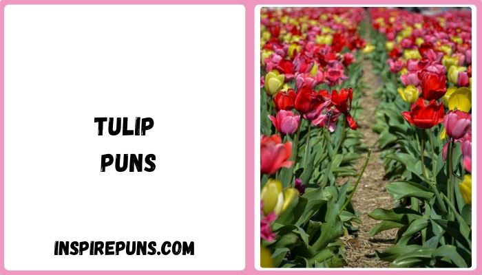 Tulip Puns
